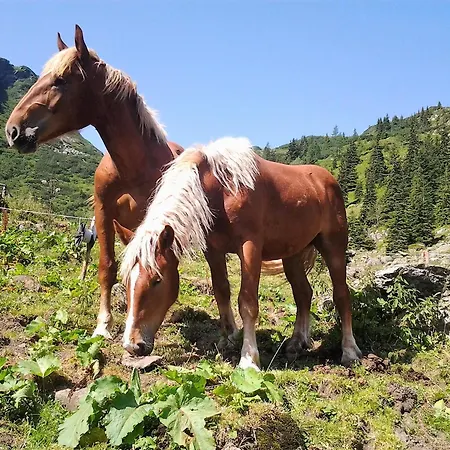 Berndlhof Mitterberg - Groebming - Schladming 公寓 *